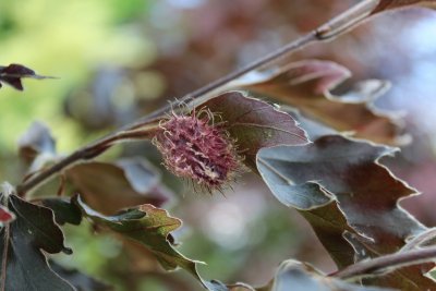 Fagus sylvatica 'Rohanii' - buk obecný lesní - plod